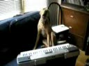un caine super talentat