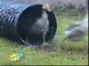 Momente amuzante, video