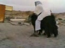 super funny cu arabi