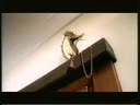 Bungee Jumping Mouse