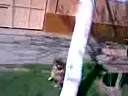 My stupid dog