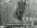 Leopardul si babuinul - foarte rar