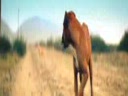 Empire of the sun - We are the people