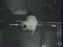 Cats - Falls In The Aquarium