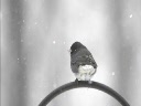 Winter Time - Wher the snow